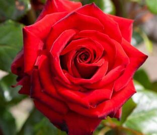 Роза First red (Фёрст ред) — фото 1