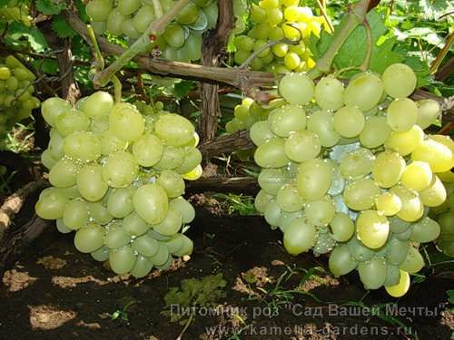 Виноград "Луиза Свенсон" — фото 1