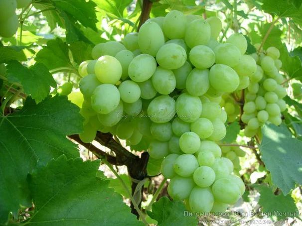 Виноград "Сенека" — фото 1