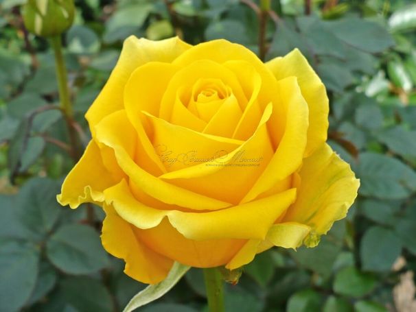 Роза Friesia (Фрезия) — фото 1