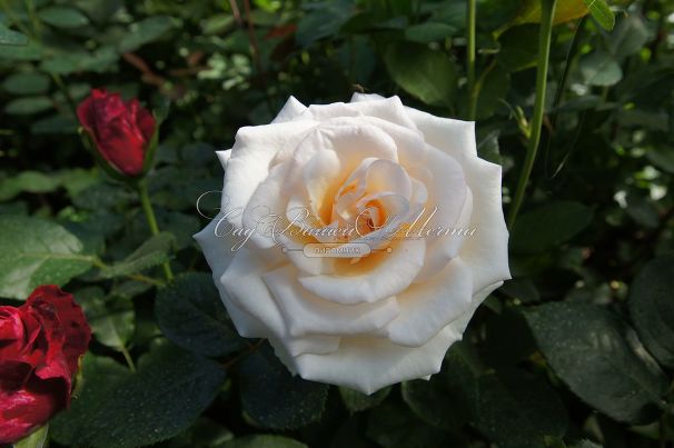 Роза Lions-Rose (Леонс Роуз) — фото 10