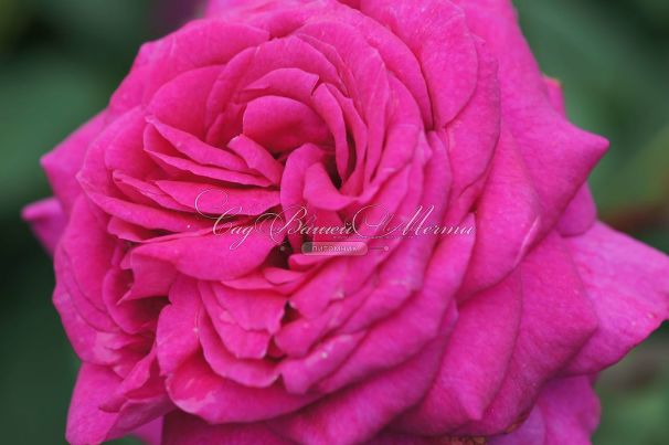 Роза Big Purple (Биг Пёрпл) — фото 8
