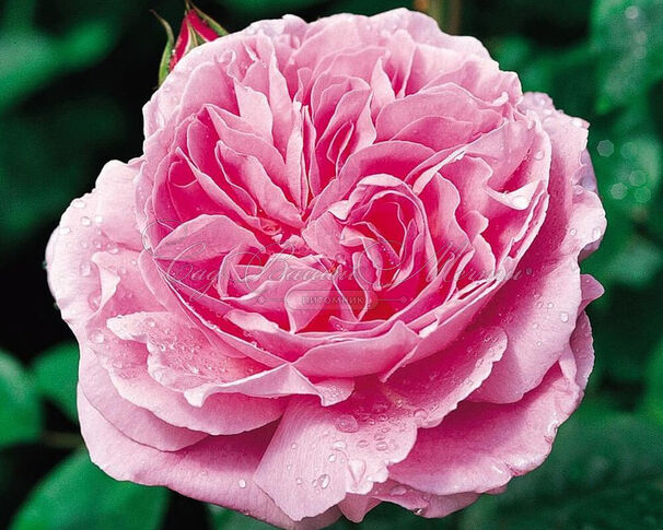 Роза Mary rose (Мери роуз) — фото 8