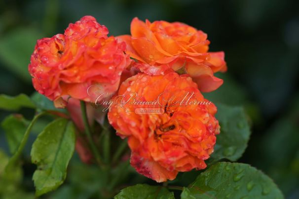 Роза Orange Symphonie (Оранж Симфони) — фото 5