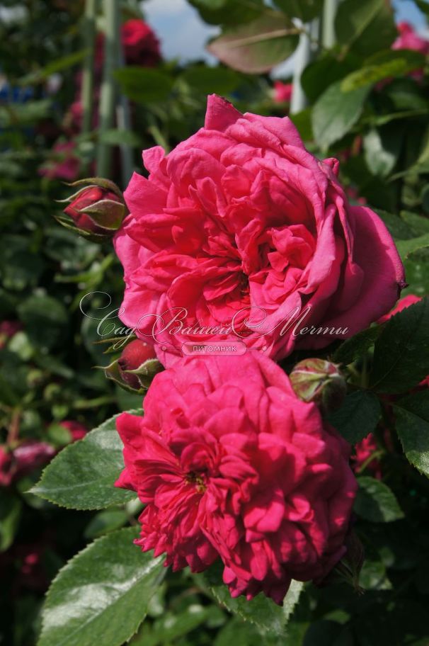 Роза Laguna (Лагуна)  — фото 5