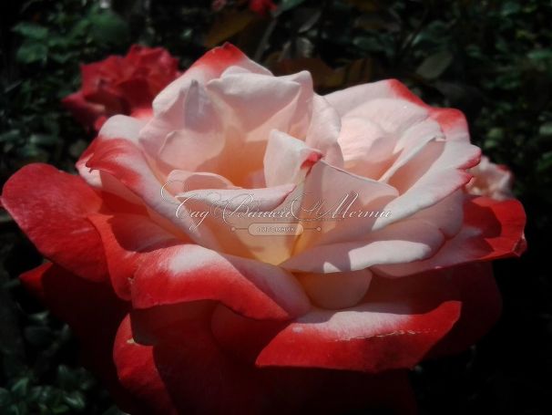 Роза Double Delight (Дабл Дилайт) — фото 2