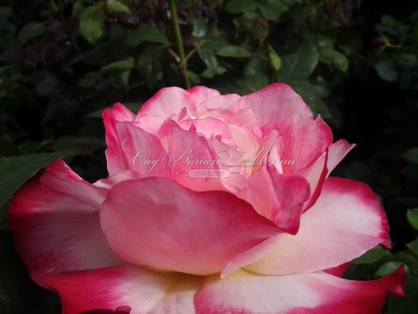 Роза Double Delight (Дабл Дилайт) — фото 19