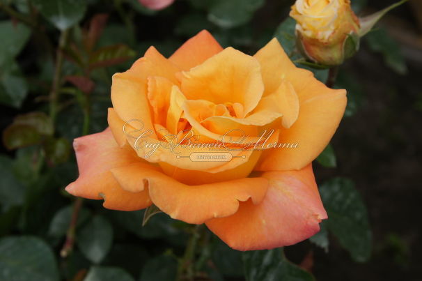 Роза Australian gold (Австралиан голд) — фото 6