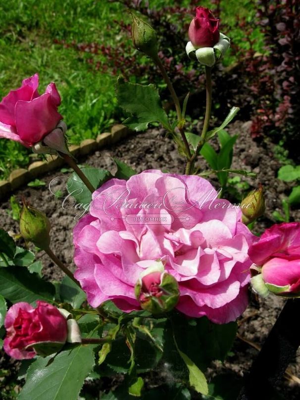 Роза Violette Parfume (Вайолет Парфюм) — фото 7
