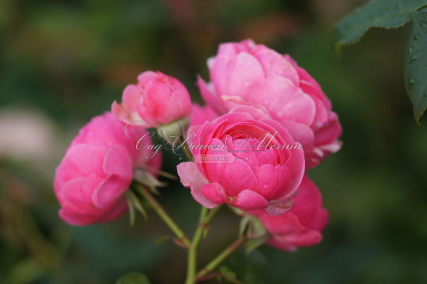 Роза Pomponella (Помпонелла) — фото 5
