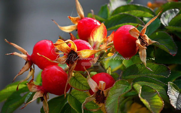 Шиповник плодовый "Воронцовский" — фото 2