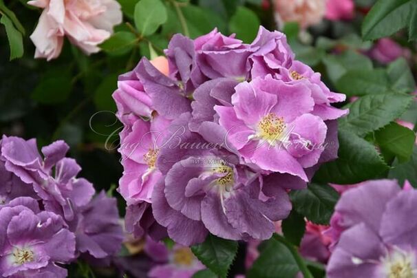 Роза Veilchenblau (Велченблау) — фото 2