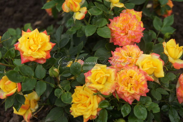 Роза Flame Meillandina (Флейм Мейландина) — фото 2