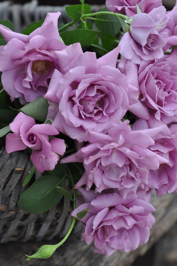 Роза Purple Rain (Перпл Рэйн) — фото 2