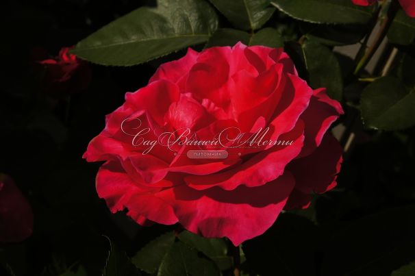 Роза Chopin (Шопен) — фото 6