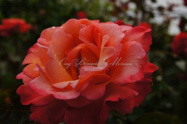 Роза Colorific (Колорифик) — фото 6