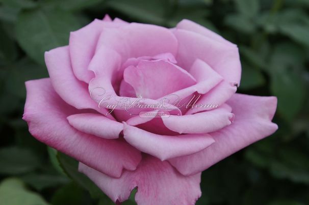 Роза Fragrant Plum (Фрагарнт Плам) — фото 3