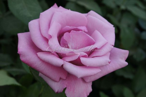 Роза Fragrant Plum (Фрагарнт Плам) — фото 5