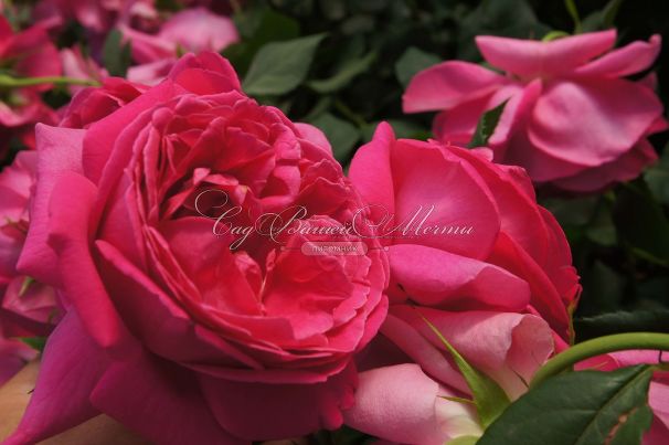 Роза Grande Dame (Гранд Дам) — фото 3