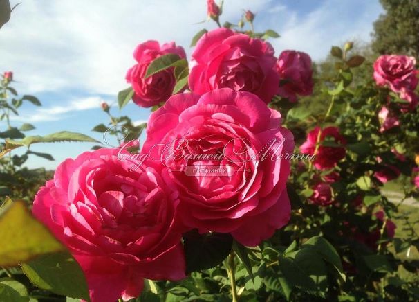 Роза Grande Dame (Гранд Дам) — фото 8
