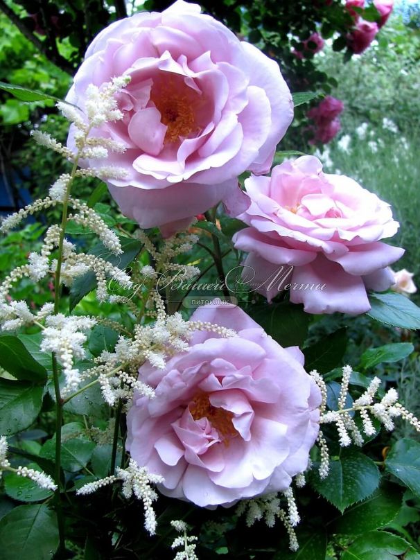 Роза La Rose du Petit Prince (Ля Роз дю Пти Принс) — фото 4