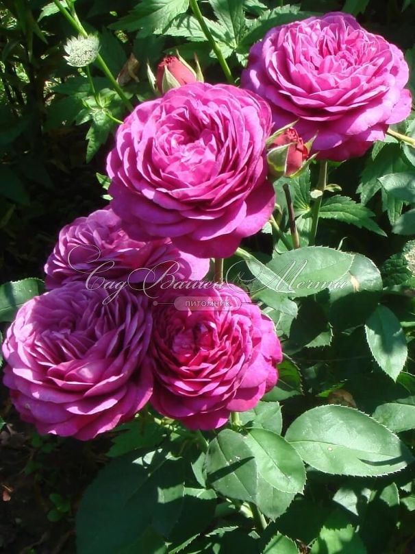 Роза Heidi Klum Rose (Хейди Клюм Роз) — фото 2