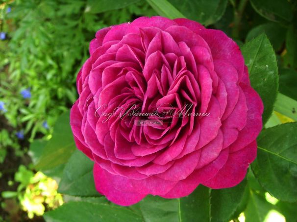 Роза Heidi Klum Rose (Хейди Клюм Роз) — фото 3