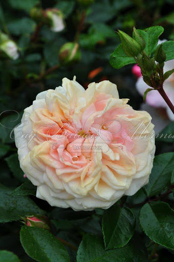 Роза штамбовая Garden of Roses (Гарден оф Роузес) — фото 2