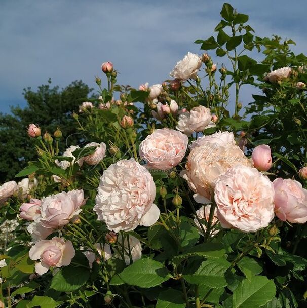 Роза Divina Rose (Дивина Роуз) — фото 2