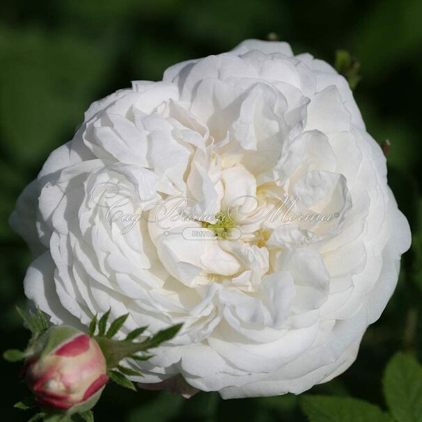 Роза Mme Plantier (Мадам Плантье) — фото 2