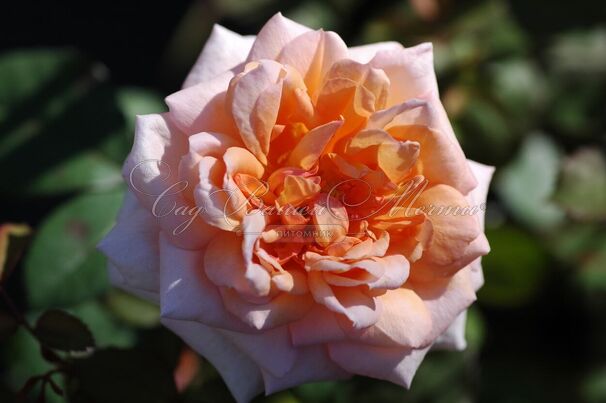Роза Belle du Seigneur (Бэль дю Сэнер) — фото 5