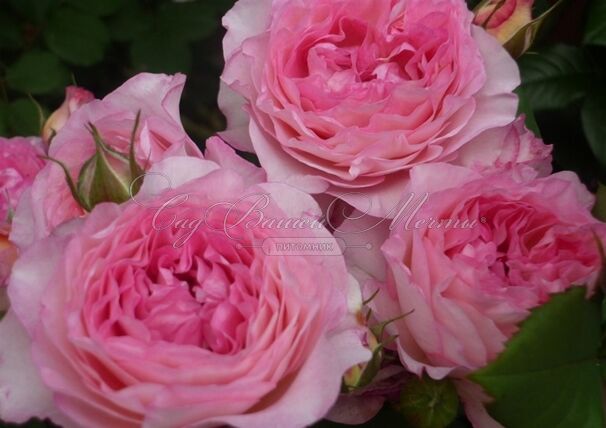 Роза Madame de Stael (Мадам де Сталь) — фото 2