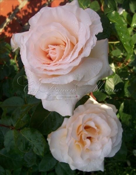 Роза Commonwealth Glory (Коммонуэлс Глори) — фото 2