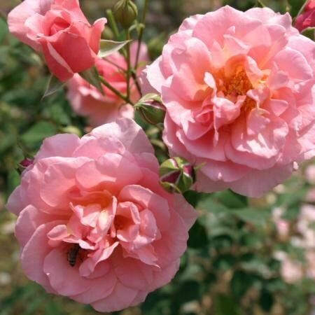 Роза Caritas rosen (Каритас розен) — фото 2