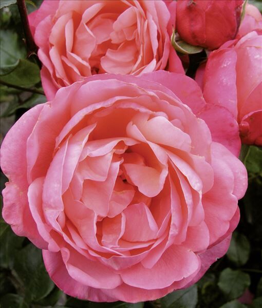 Роза Caritas rosen (Каритас розен) — фото 3