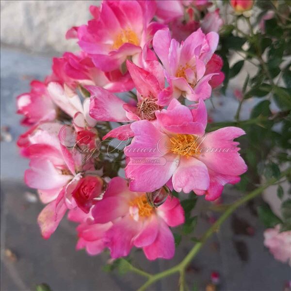 Роза Drift Pink (Дрифт Пинк) — фото 3
