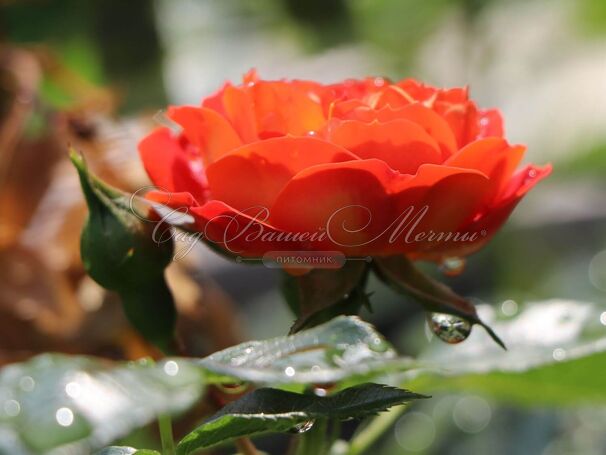 Роза Starlet Rose Carmen (Старлет Роуз Кармен) — фото 2