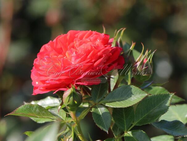 Роза Starlet Rose Carmen (Старлет Роуз Кармен) — фото 3