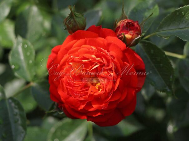 Роза Starlet Rose Carmen (Старлет Роуз Кармен) — фото 4