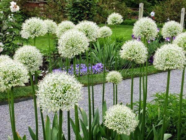 Лук декоративный (Аллиум) Мон Блан / (Allium Mont Blanc) — фото 2
