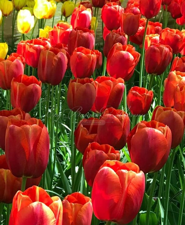 Тюльпан Авиньон (Tulipa Avignon) — фото 2