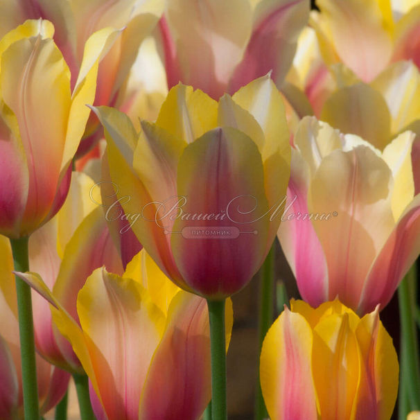 Тюльпан Блашинг Леди (Tulipa Blushing Lady) — фото 4