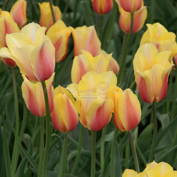 Тюльпан Блашинг Леди (Tulipa Blushing Lady) — фото 7