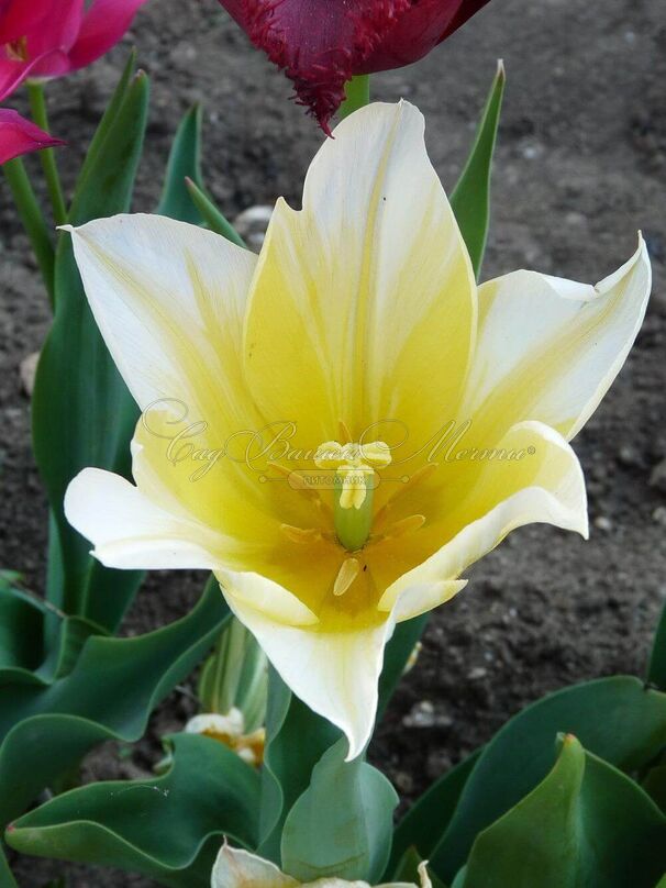 Тюльпан Будлайт (Tulipa Budlight) — фото 5