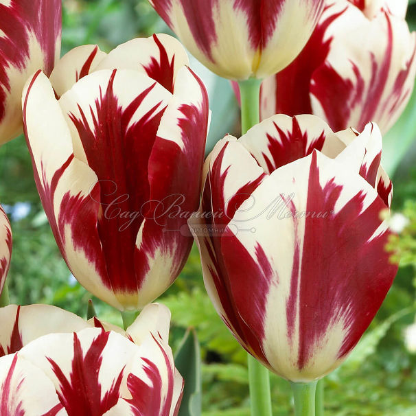 Тюльпан Гранд Перфекшн (Tulipa Grand Perfection) — фото 2