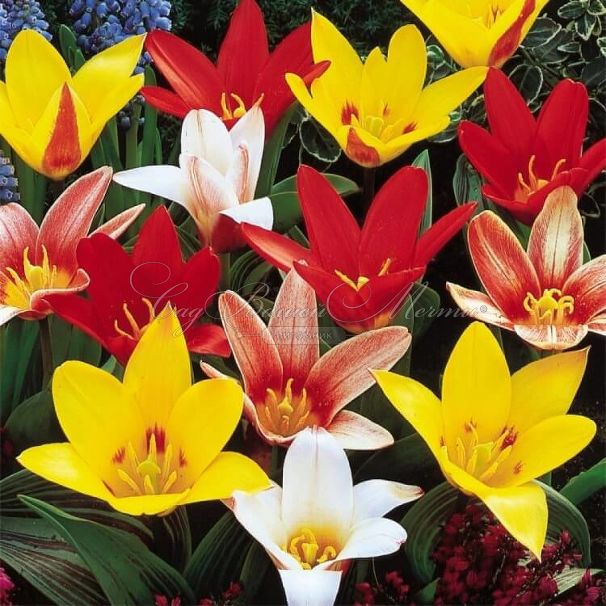 Тюльпан Грейга Микс (Tulipa Greigii Mix) — фото 2