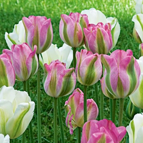 Тюльпан Грёнлэнд (Tulipa Groenland) — фото 4