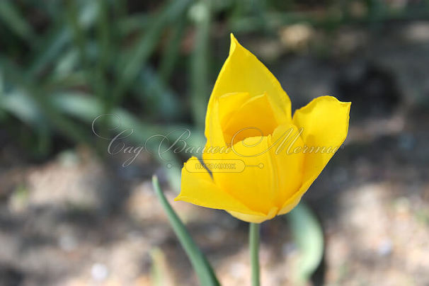 Тюльпан Деликэйт (Tulipa Delicate) — фото 2