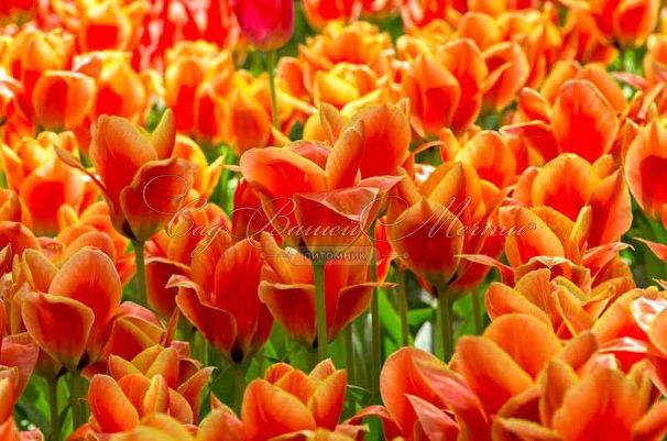 Тюльпан Калипсо (Tulipa Calypso) — фото 3