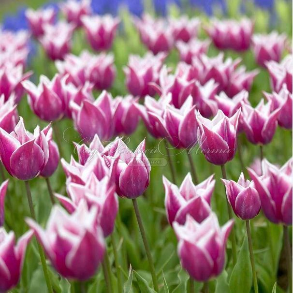 Тюльпан Клаудия (Tulipa Claudia) — фото 3
